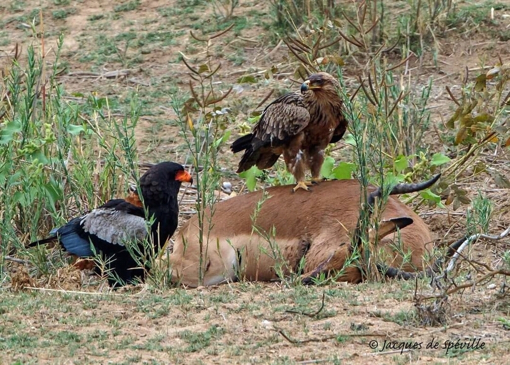 Des oiseaux se régalant d'une carcasse dans un environnement naturel.