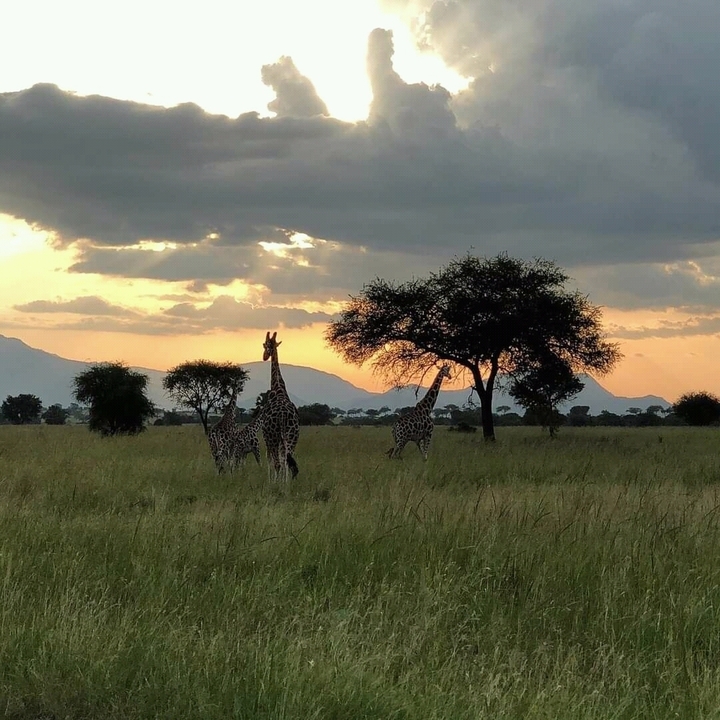 Girafes dans la savane sous un ciel de coucher de soleil dramatique.