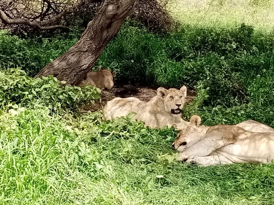 Des lions se reposant à l'ombre d'un arbre.