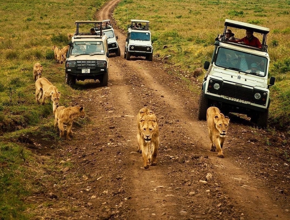 Des lions marchant le long d'un sentier de terre avec des véhicules de safari à proximité.