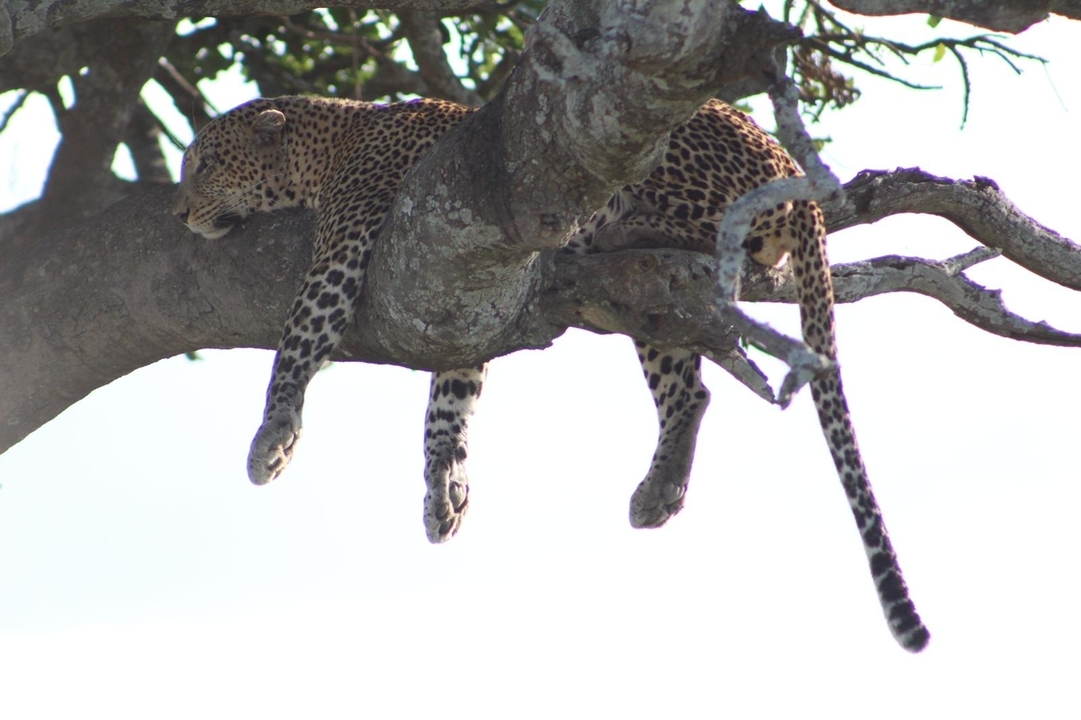 Léopard dormant sur une branche d'arbre.