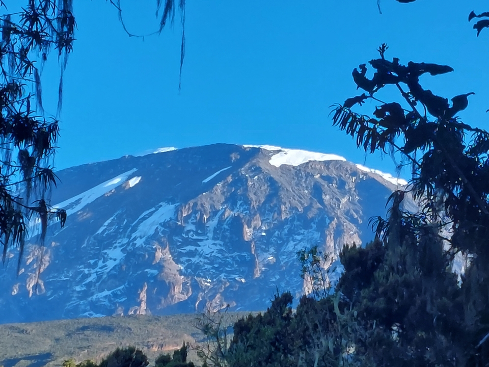 Snow-capped mountain viewed through branches.
