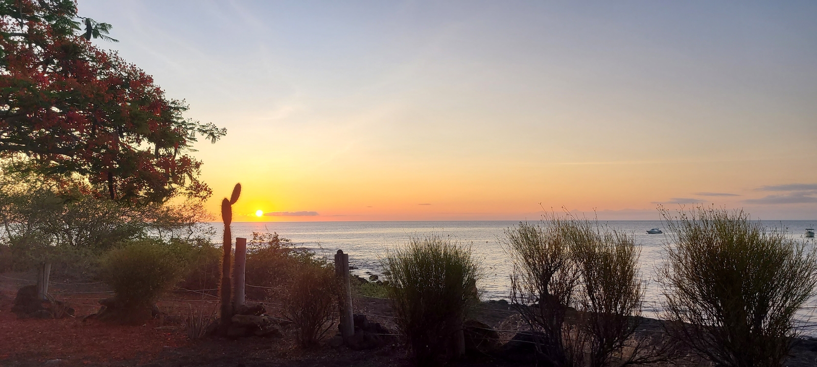 Coucher de soleil sur l'océan avec un cactus et des buissons au premier plan.