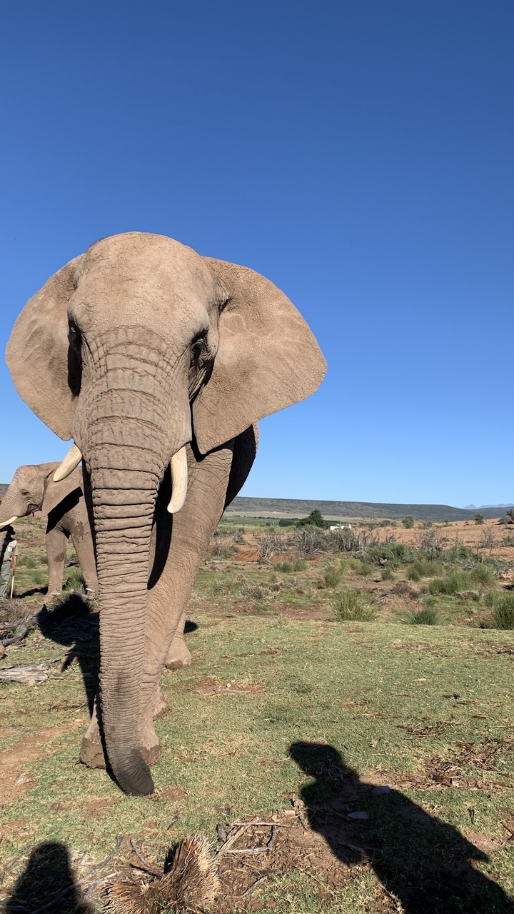 Gros plan du visage d'un éléphant dans un paysage de savane.