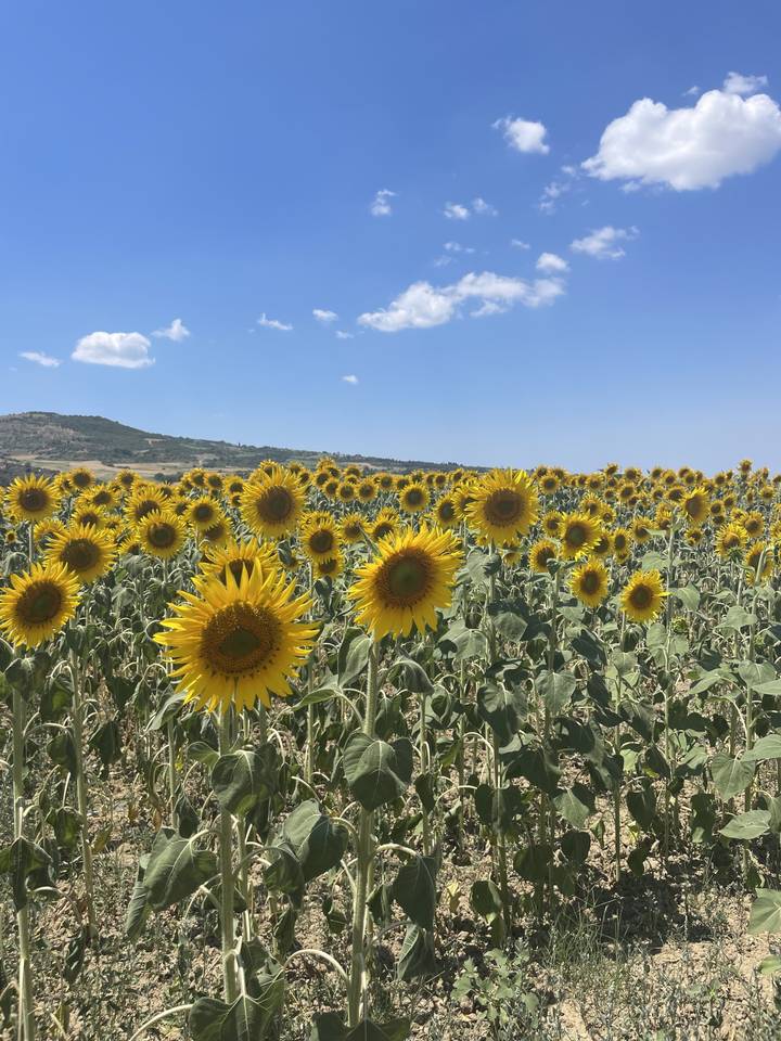 Champ de tournesols sous un ciel bleu éclatant.