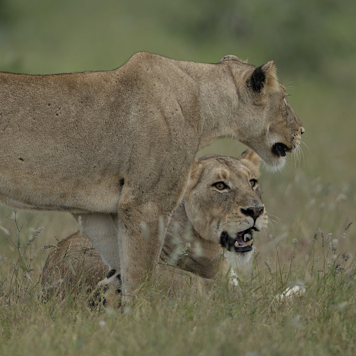 Gros plan de deux lions dans l'herbe.