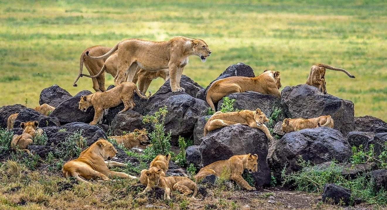 Une fierté de lions sur des rochers dans la savane.