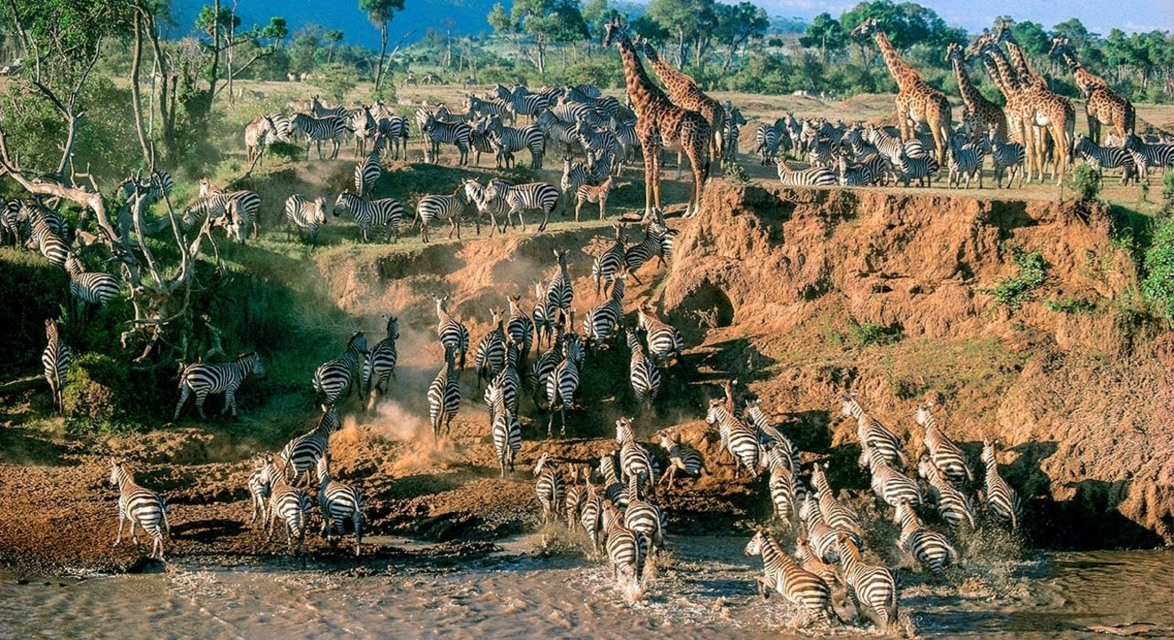 Zèbres et girafes près d'un point d'eau.