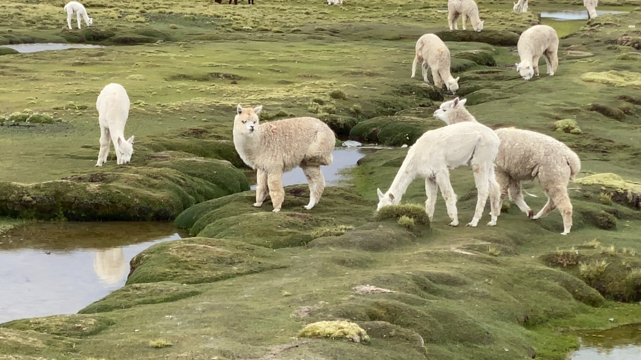 Des alpagas qui broutent dans un pâturage luxuriant avec des ruisseaux.