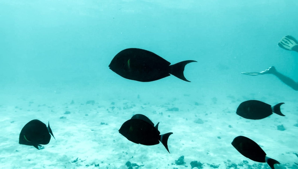 Silhouetted tropical fish glide through clear turquoise water above a sandy seafloor.