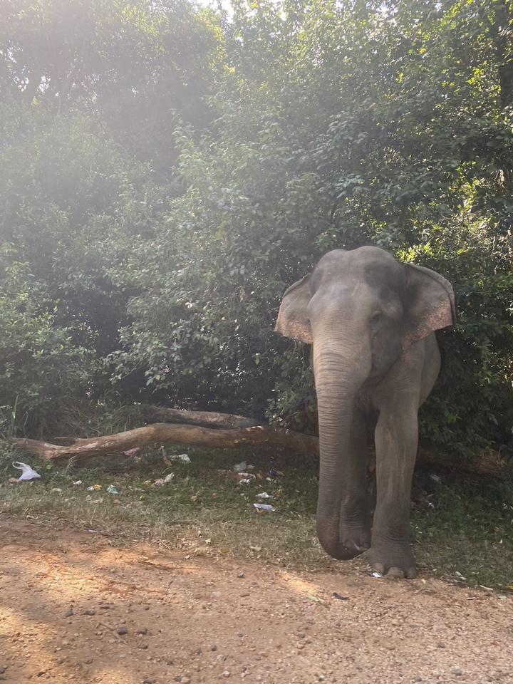 Éléphant debout près des arbres.