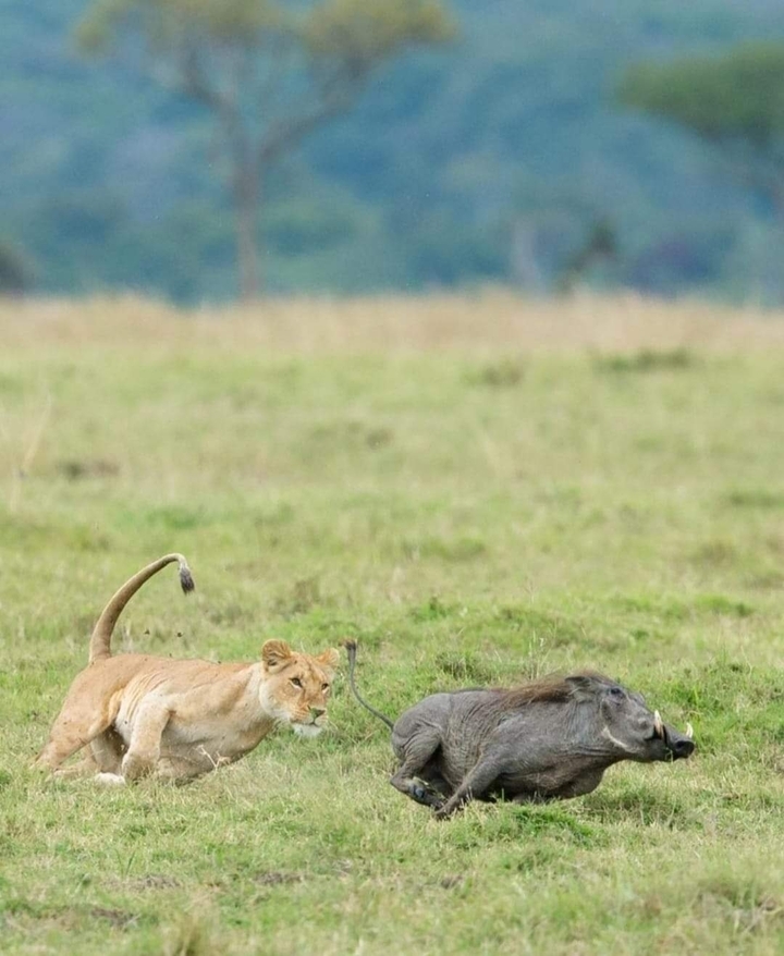 Lionne se reposant dans les plaines herbeuses.