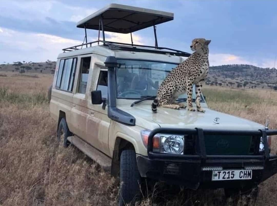 Guépard assis sur le capot d'un véhicule de safari.