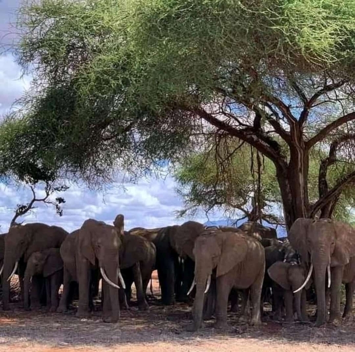 Troupeau d'éléphants sous un grand arbre.
