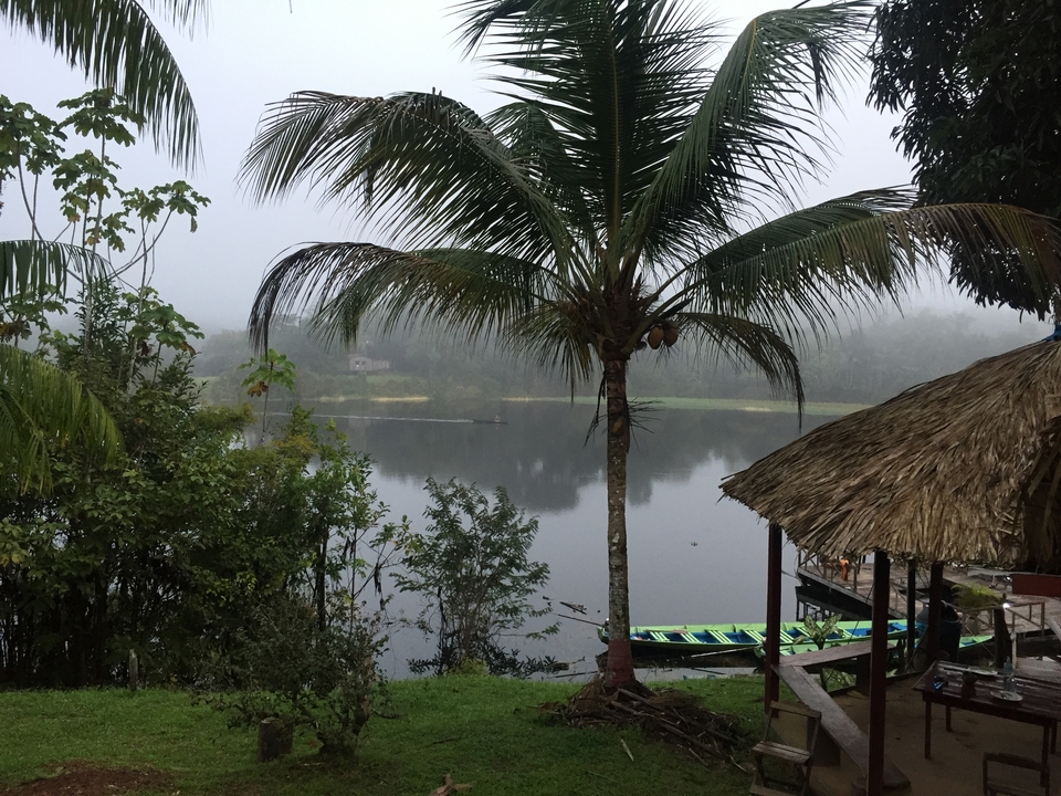 Scène de palmier et rivière avec brume.