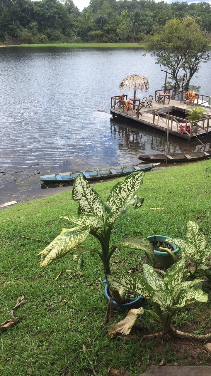 Petits bateaux près de la berge herbeuse de la rivière.
