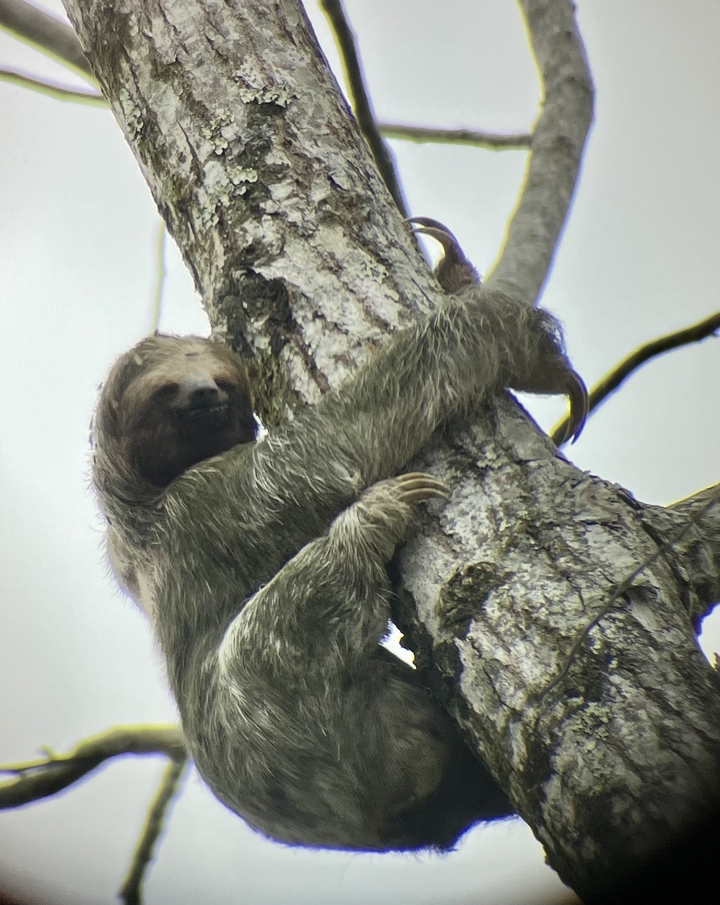 A sloth clinging to a tree in a jungle setting.