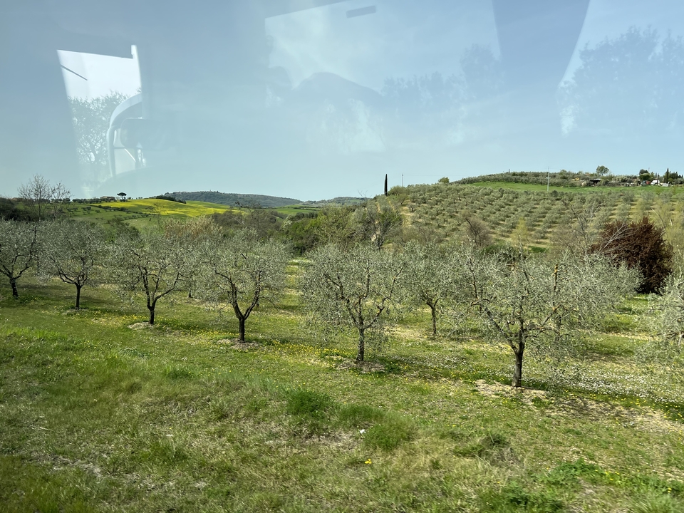 Une oliveraie sur une colline sous un ciel dégagé.