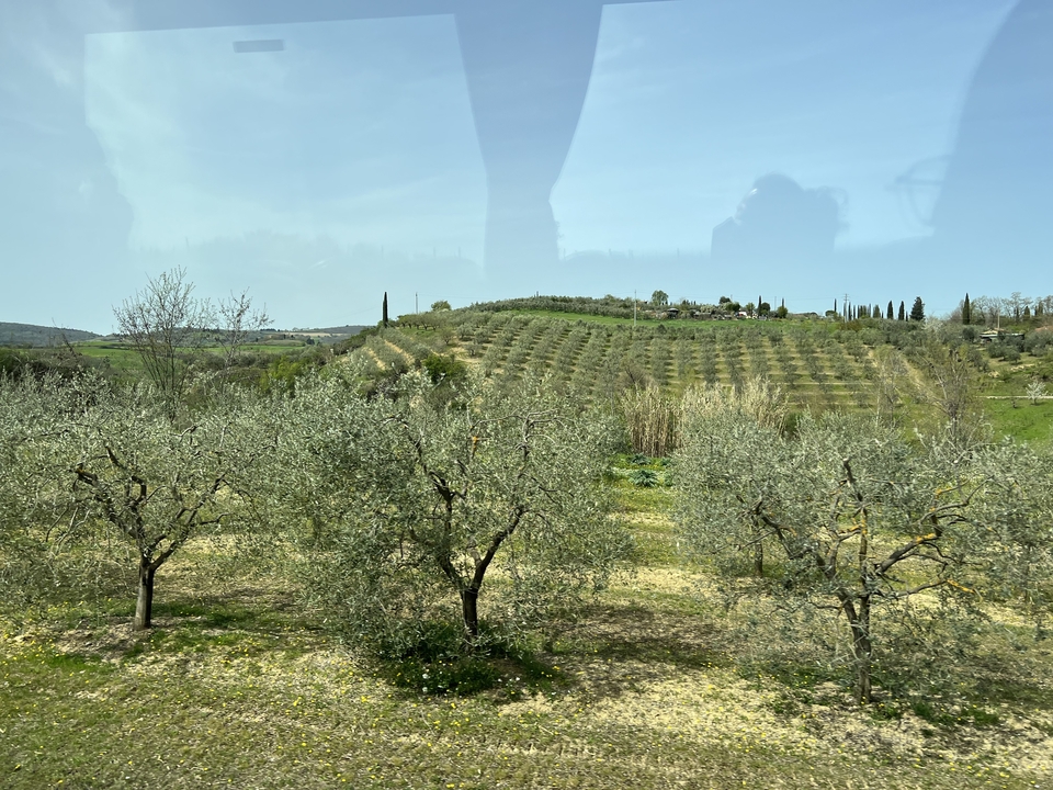 Des rangées d'oliviers dans un paysage luxuriant et verdoyant.