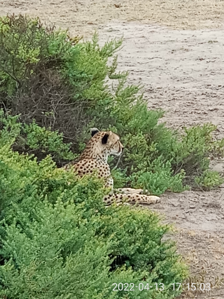 A lone cheetah lies partially hidden among low green shrubs on open savannah.