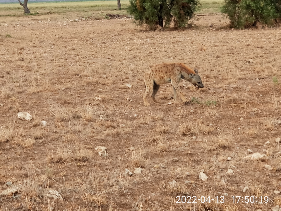 A spotted hyena walks across dry, sparse grassland carrying prey in its mouth.