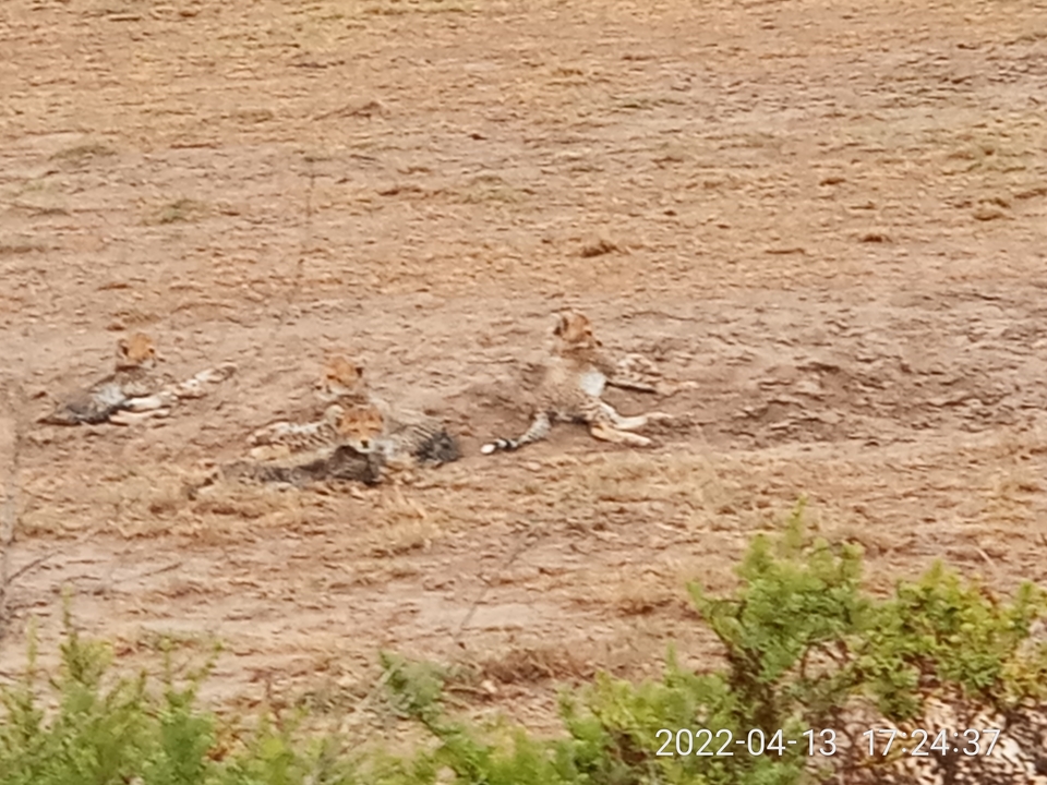 Three cheetah cubs lounge together on dusty ground in open savannah.