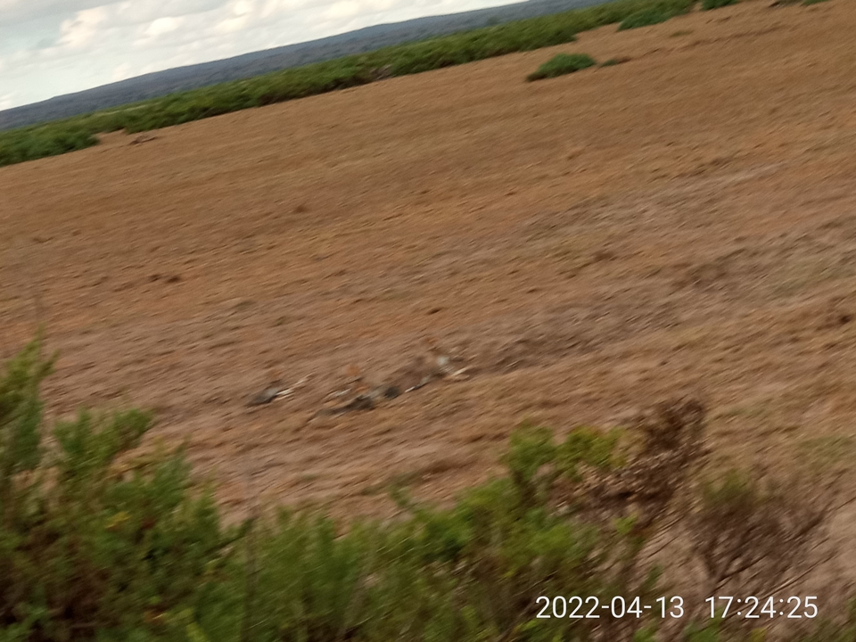 Blurry view of an empty dry plain with indistinct animals far in the distance.