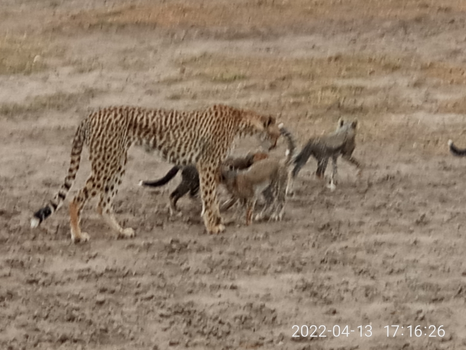 A cheetah drags prey while several jackals circle on muddy ground; image slightly soft.