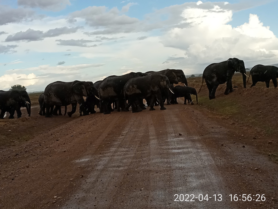 A large herd of elephants slowly crosses a wet dirt track beneath patchy cloudy skies.