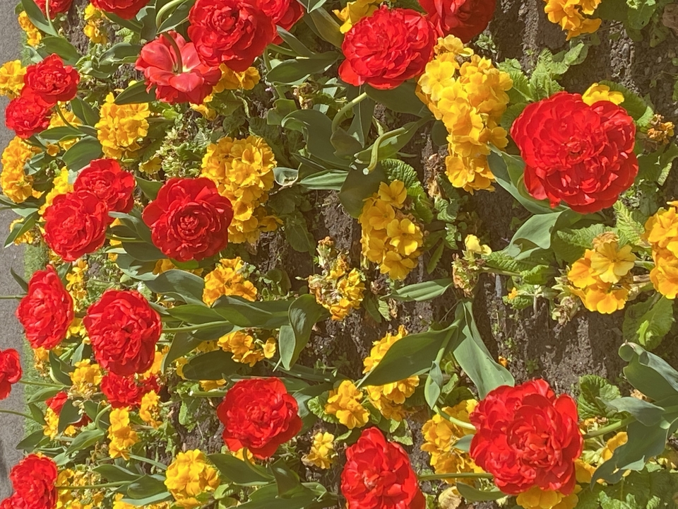 Gros plan de fleurs colorées en fleur.