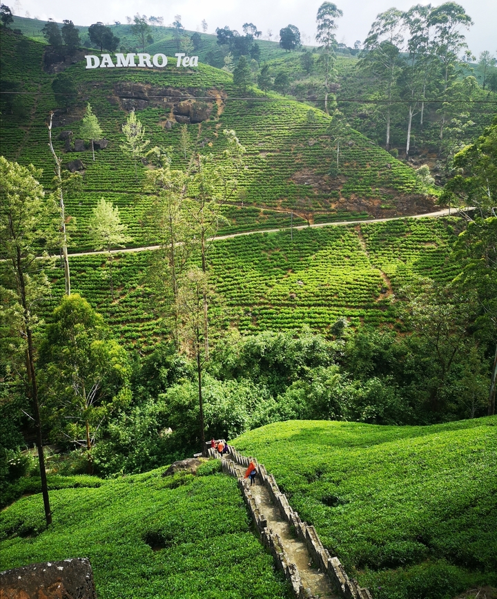 Luxuriante plantation de thé vert sur des collines ondulantes