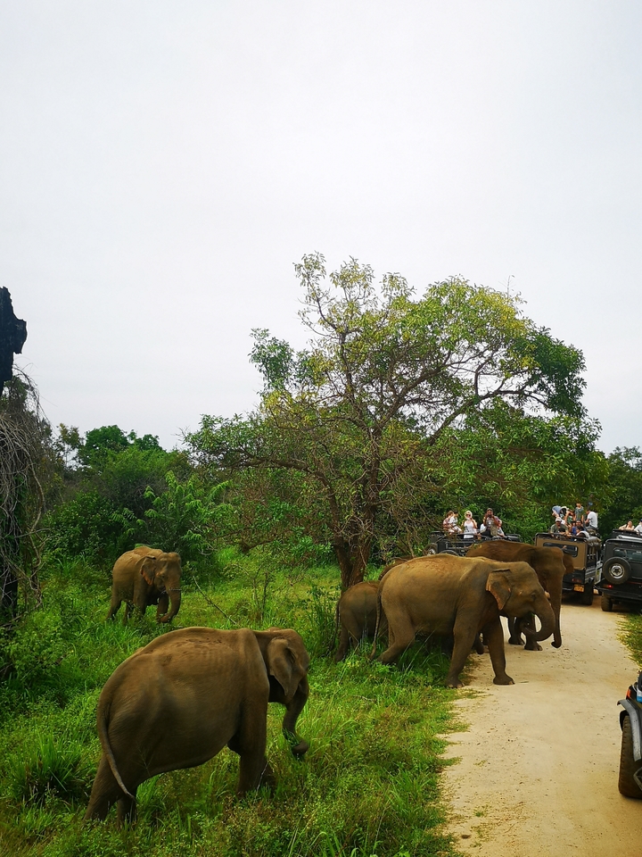 Éléphants lors d'un safari