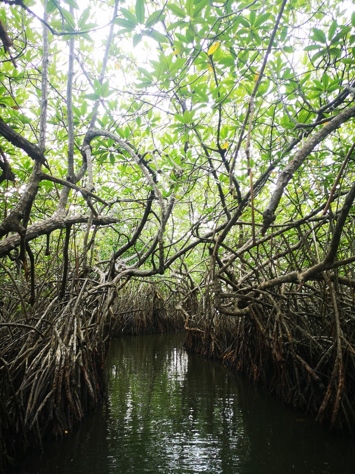 Forêt de mangrove dense avec des systèmes racinaires complexes