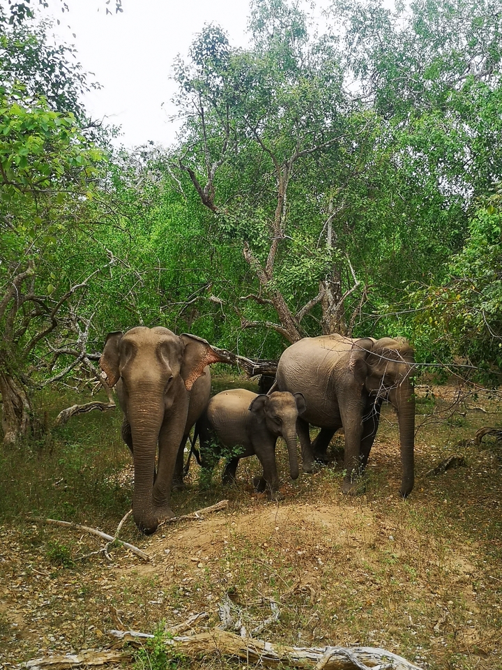 Famille d'éléphants dans une végétation dense