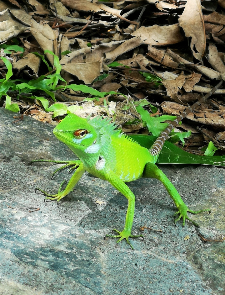 Lézard vert vif sur une surface rocheuse
