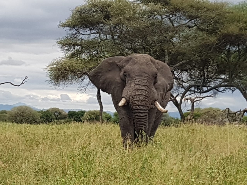 Elephant standing in a grassy field