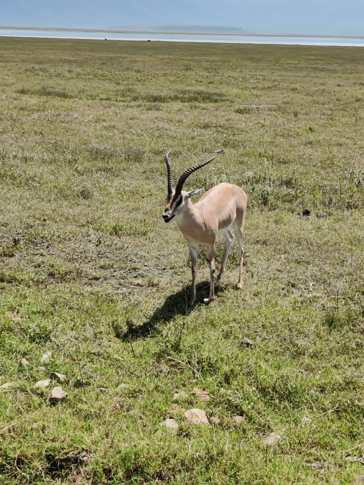 A gazelle standing in the grassland.