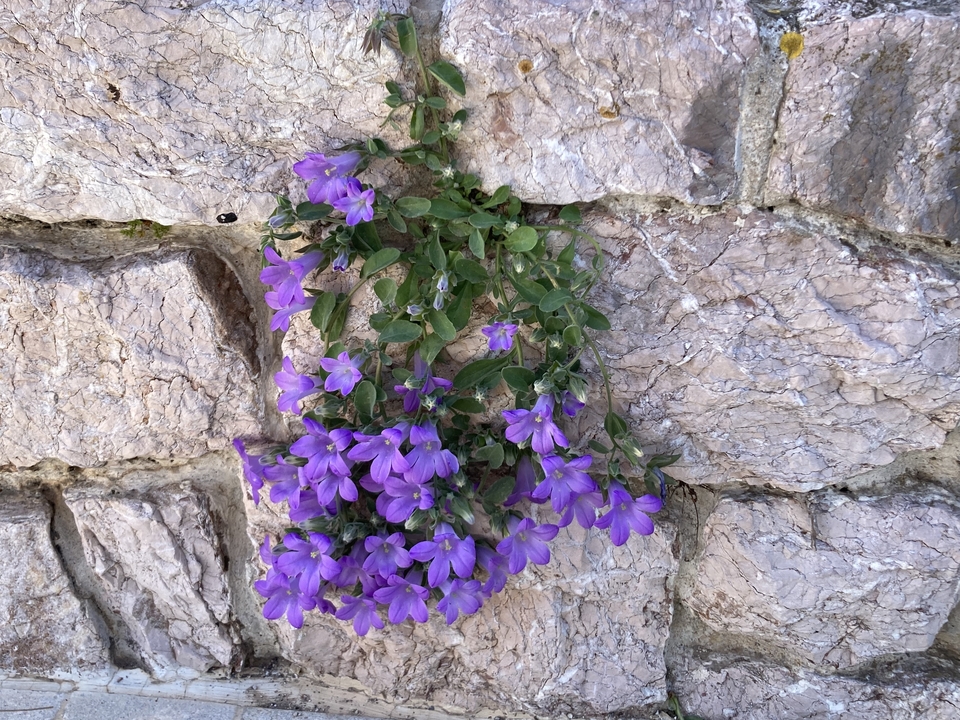 Gros plan de fleurs violettes poussant sur un mur de pierre.