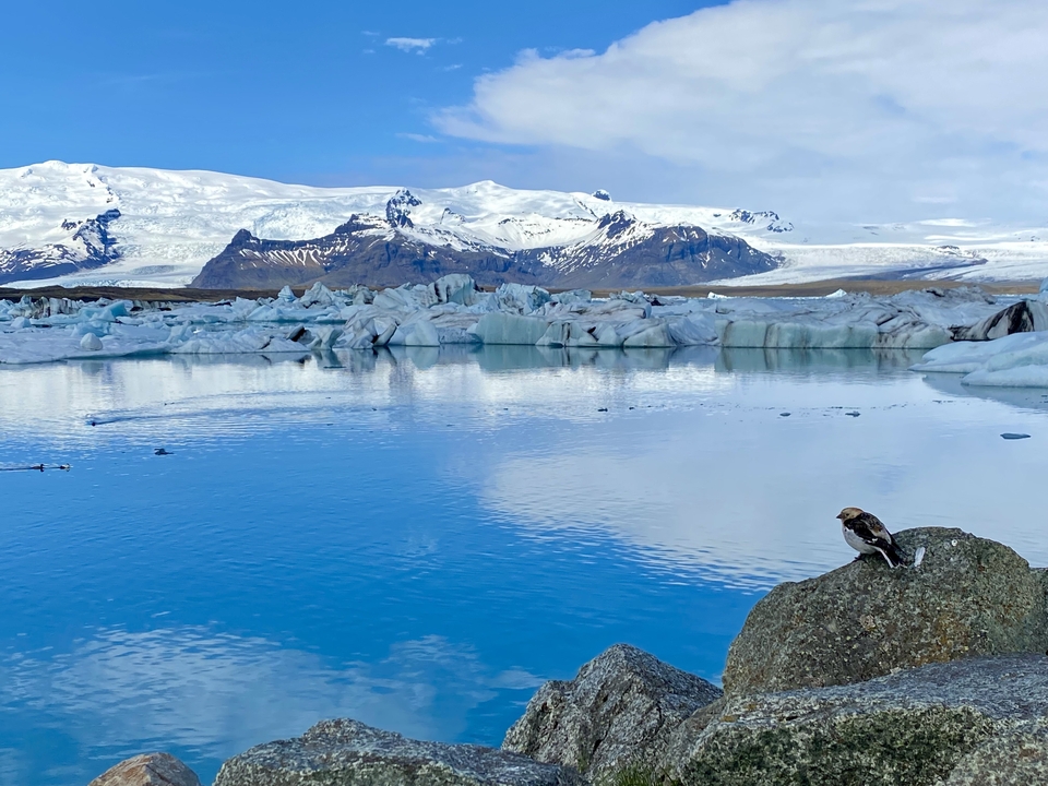 Icy landscape with a bird resting on a rock near a lagoon.