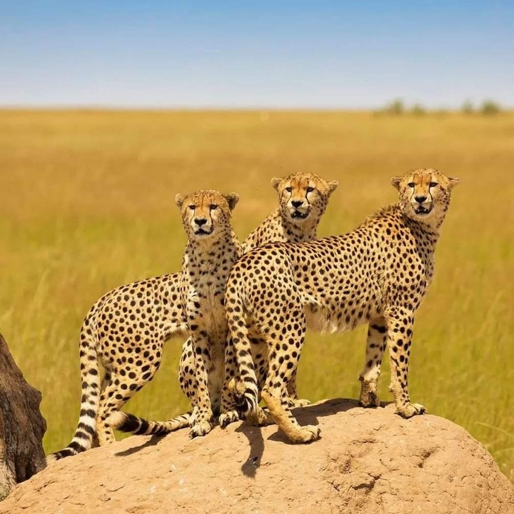 Three cheetahs standing in tall grass.