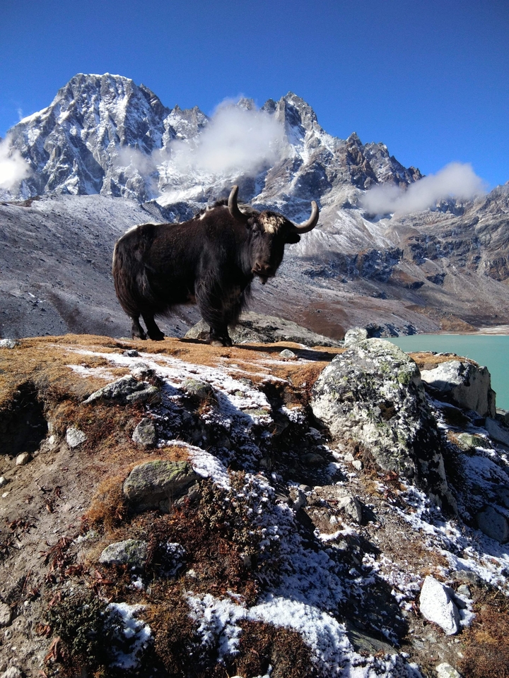 Majestic yak standing on a frosty rocky ledge with turquoise alpine lake and rugged Himalayas behind