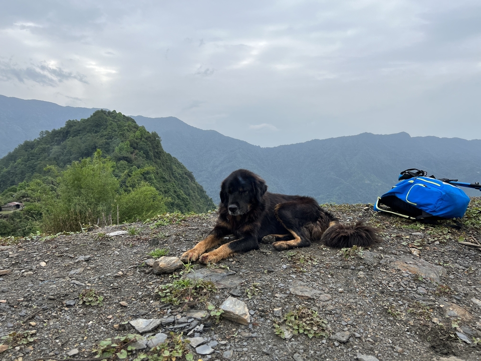 Chien se reposant sur un terrain rocheux avec des montagnes au loin.
