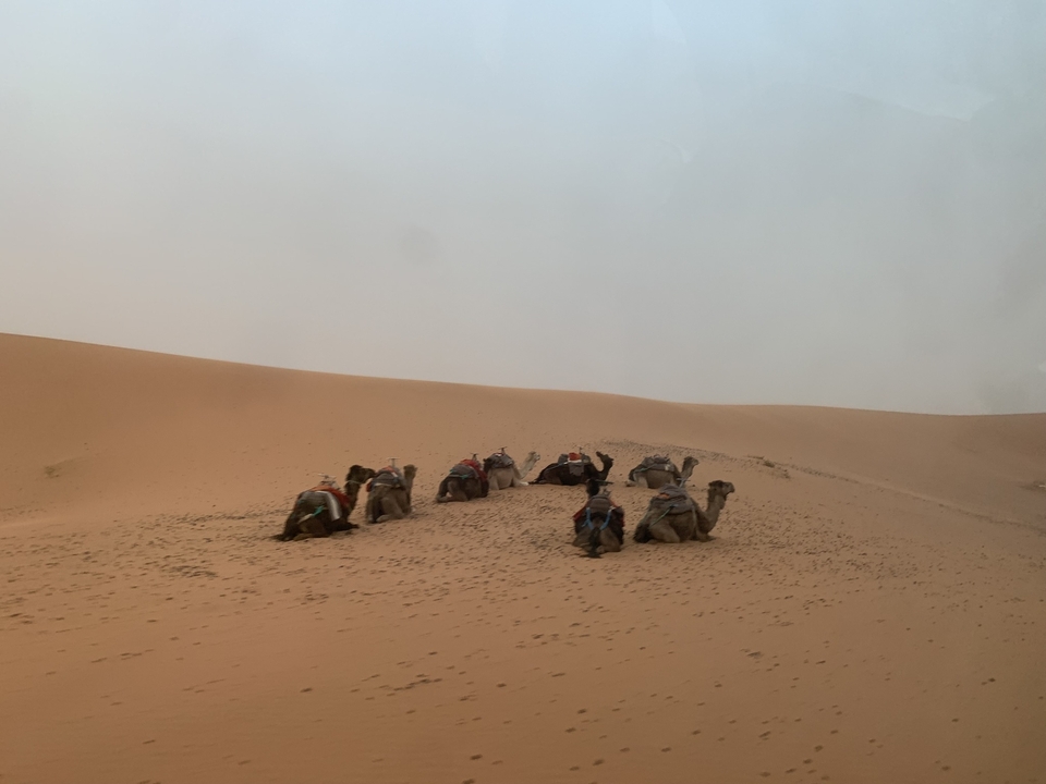 Des chameaux couchés sur le sable du désert sous un ciel nuageux.