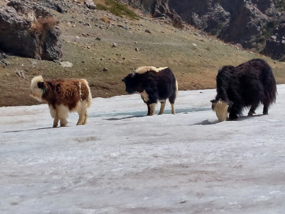 Yaks marchant sur un terrain enneigé.