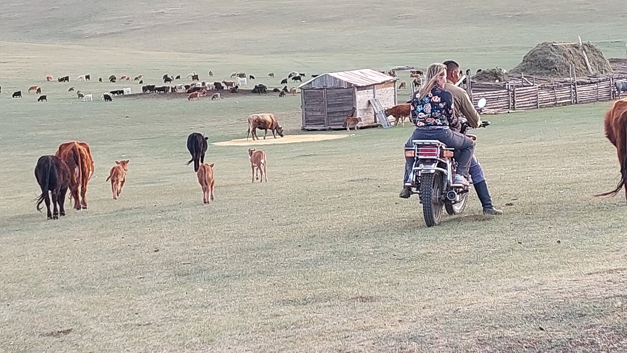 Des moutons qui paissent dans une plaine mongole.