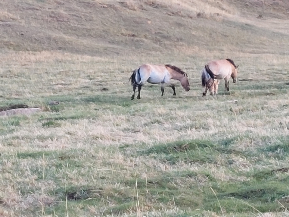 Des chevaux broutent dans un champ herbeux.