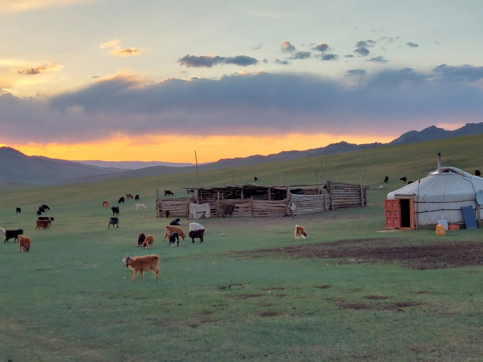 Paysage mongol avec yourte et animaux au coucher du soleil.