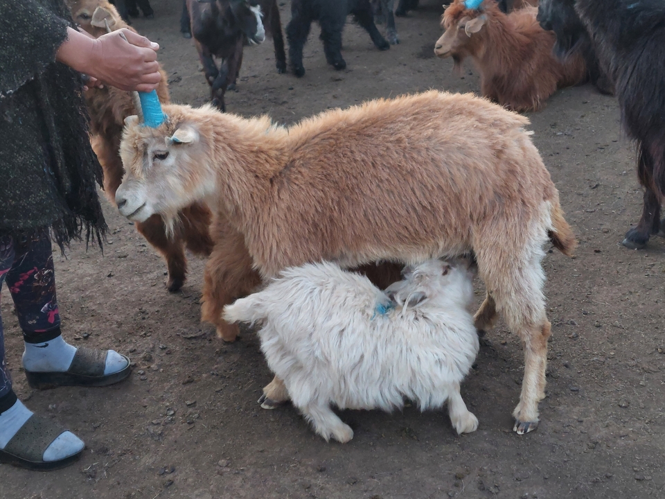 Groupe de personnes en tenue traditionnelle mongole posant pour une photo.