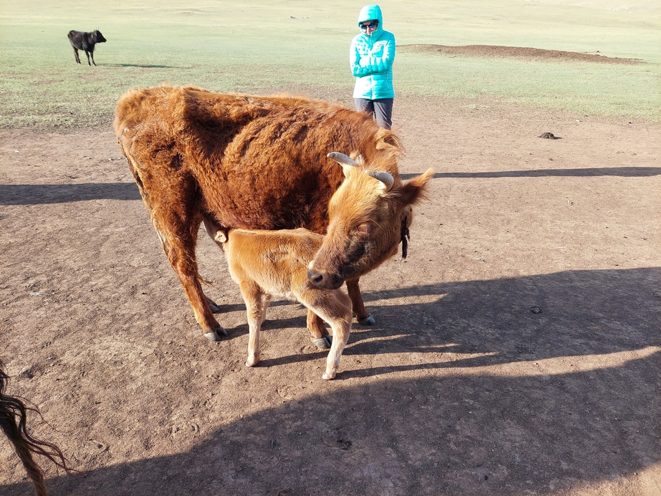 Une vache et un veau debout ensemble sur une surface de terre.