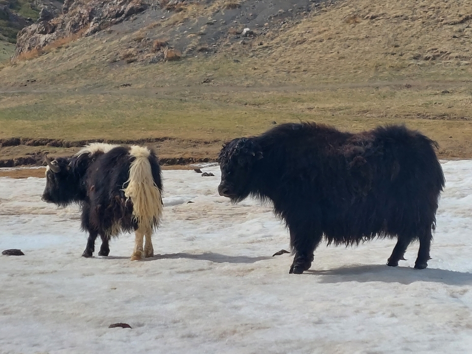 Deux yaks debout sur la neige.